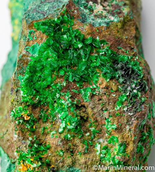 Torbernite, Kasolite from Musonoi Mine, Katanga, Congo (DRC) [db_pics/pics/CT292c.jpg]