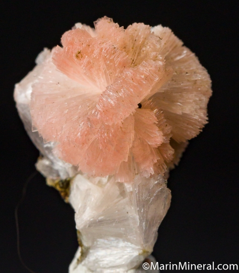 Thomasite from Amudika River, near Mirny, Yakutia, Siberia, Russia [db_pics/pics/CT657a.jpg]