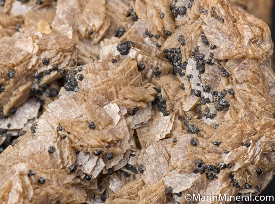 Argentiferous Galena on Siderite stalactites from White Raven Mine, Boulder Co., Colorado, USA [db_pics/pics/D414e.jpg]