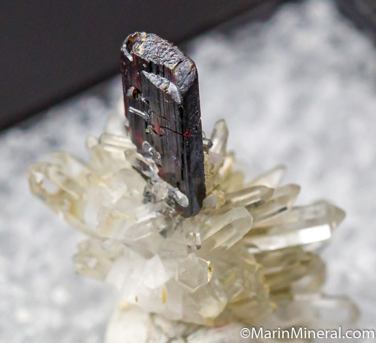 Huebnerite on Quartz from Black Pine Mine, Philipsburg, Granite Co., Montana, USA [db_pics/pics/D448b.jpg]