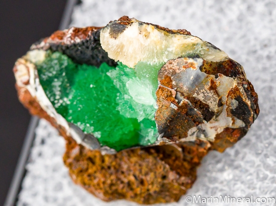 Anapaite in fossil Bivalve from Kertch, Crimea, Ukraine [db_pics/pics/D466b.jpg]