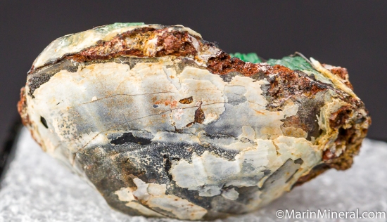 Anapaite in fossil Bivalve from Kertch, Crimea, Ukraine [db_pics/pics/D466d.jpg]