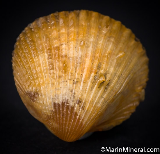 Agate after Shell from Dakhla area, Western Sahara, Morocco [db_pics/pics/J130a.jpg]
