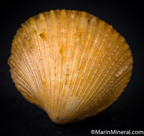 Agate after Shell from Dakhla area, Western Sahara, Morocco [db_pics/pics/J130b.jpg]