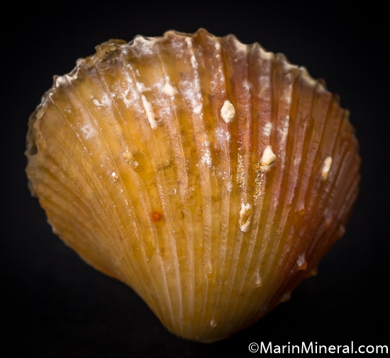 Agate after Shell from Dakhla area, Western Sahara, Morocco [db_pics/pics/J136a.jpg]