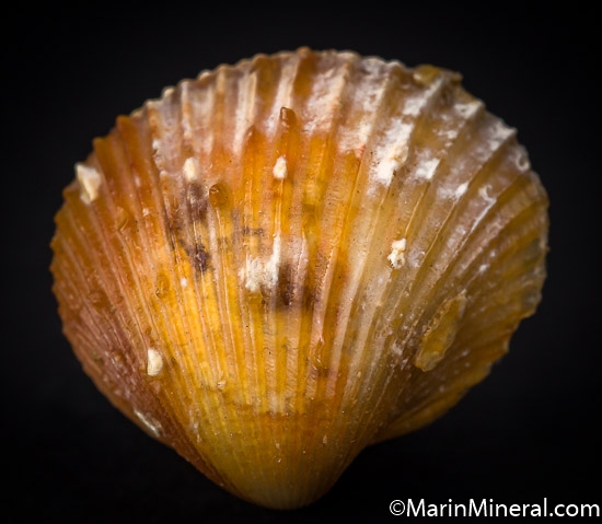 Agate after Shell from Dakhla area, Western Sahara, Morocco [db_pics/pics/J136b.jpg]