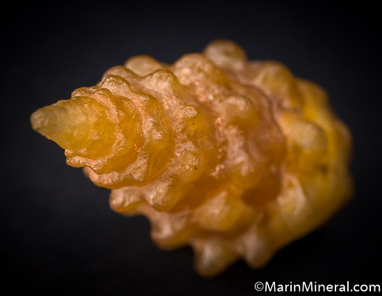 Agate after Shell from Dakhla area, Western Sahara, Morocco [db_pics/pics/J138c.jpg]