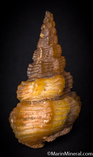 Agate after Shell from Dakhla area, Western Sahara, Morocco [db_pics/pics/J146a.jpg]