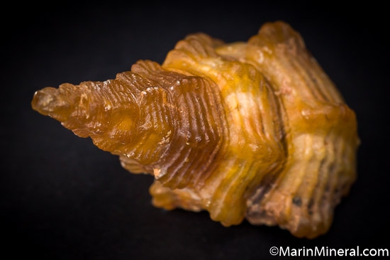 Agate after Shell from Dakhla area, Western Sahara, Morocco [db_pics/pics/J146c.jpg]