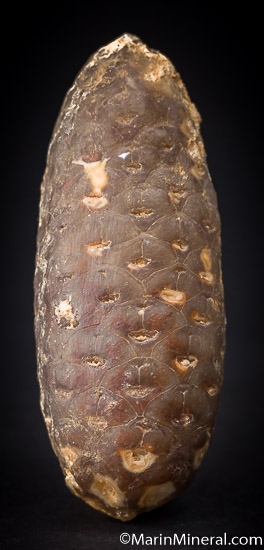 Agate after Pine Cone from Dahkla, Western Sahara, Morocco [db_pics/pics/J253a.jpg]