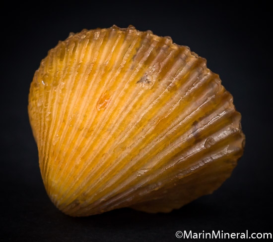 Agate after bivalve from Dakhla area, Western Sahara, Morocco [db_pics/pics/J257a.jpg]