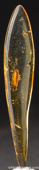 Insects in Copal from Nosy Varika, Vatovavy-Fitovinany Region, Madagascar [db_pics/pics/K492a.jpg]