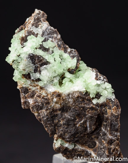 'Kiwi Calcite' on Petrified Wood from Garfield Co., Utah, USA [db_pics/pics/K683a.jpg]