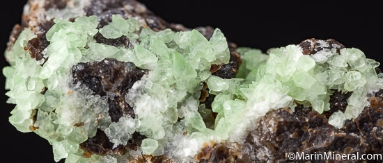 'Kiwi Calcite' on Petrified Wood from Garfield Co., Utah, USA [db_pics/pics/K683d.jpg]