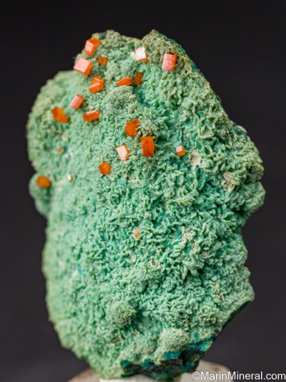 Wulfenite on Chrysocolla Pseudos. from 79 Mine, Hayden area, Dripping Spring Mountains, Gila Co., Arizona, USA [db_pics/pics/LL219b.jpg]