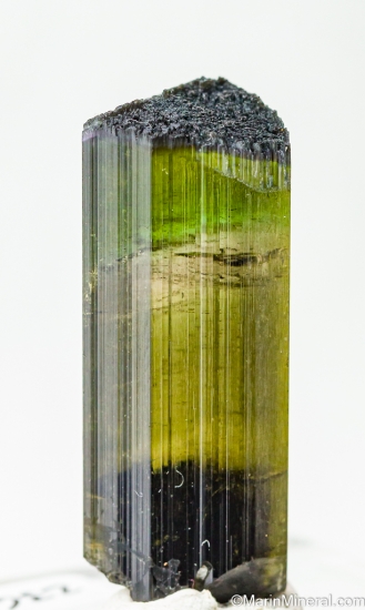Tourmaline from Himalaya Mine, San Diego Co., California, USA [db_pics/pics/LL236c.jpg]