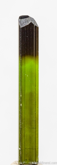 Tourmaline from St. Anne's Mine, Miami, Karoi District, Zimbabwe [db_pics/pics/LL870a.jpg]