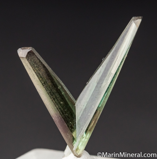 Diaspore from Milas, Mugla Prov., Turkey [db_pics/pics/M861c.jpg]