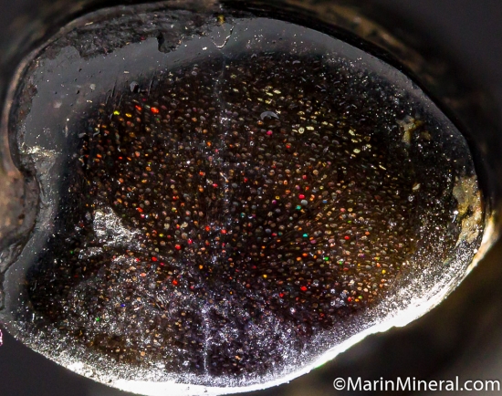 Opal after Bamboo from Banten, Java, Indonesia [db_pics/pics/M878e.jpg]