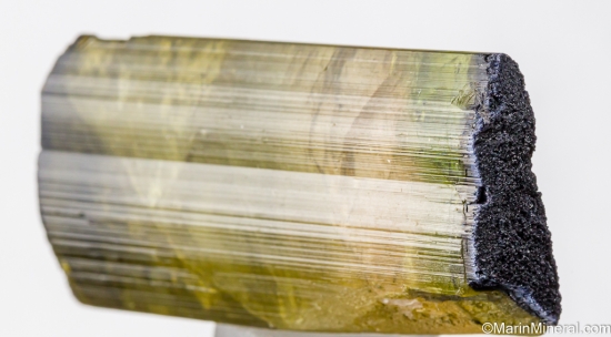 Tourmaline from Himalaya Mine, Mesa Grande, San diego Co., California, USA [db_pics/pics/ST684b.jpg]