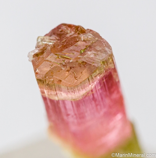 Tourmaline from Himalaya Mine, Mesa Grande, San diego Co., California, USA [db_pics/pics/ST702c.jpg]