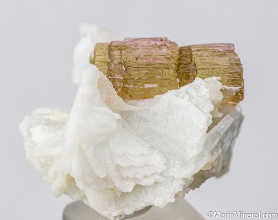 Tourmaline on Albite from Himalaya Mine, Mesa Grande, San Diego Co., California, USA [db_pics/pics/ST703b.jpg]