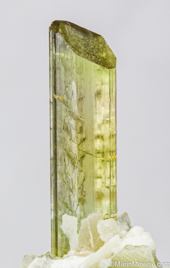 Tourmaline from Himalaya Mine, Mesa Grande, San diego Co., California, USA [db_pics/pics/ST710c.jpg]