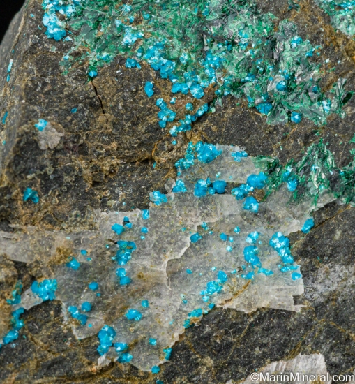 Sampleite from Santa Catalina Mine, Sierra Gorda, Antofagasta, Chila [db_pics/pics/ST807c.jpg]