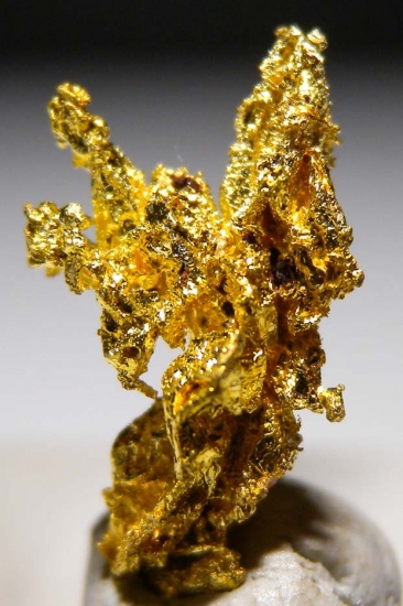 Gold from Aouint Ighoumane, Assa-Zag Province, Guelmim-Oued Noun Region, Morocco [db_pics/pics/au178a.jpg]