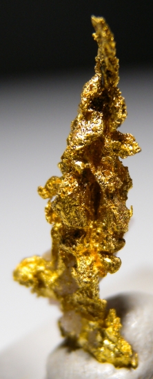 Gold from Aouint Ighoumane, Assa-Zag Province, Guelmim-Oued Noun Region, Morocco [db_pics/pics/au182d.jpg]