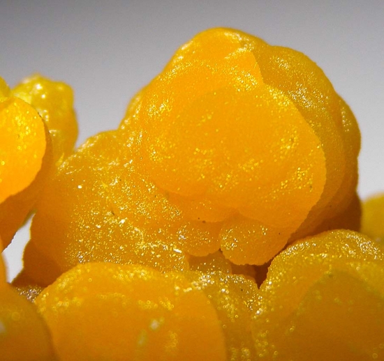 Mimetite from San Pedro Corralitos, Chihuahua, Mexico [db_pics/pics/au679d.jpg]