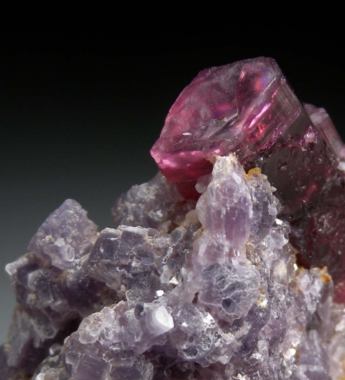 Tourmaline on Lepidolite from Stewart Mine, Pala, San Diego Co., California, USA [db_pics/pics/au724b.jpg]