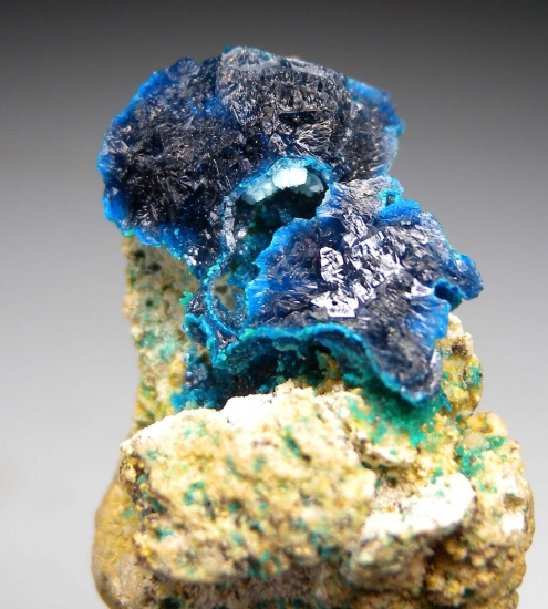 Veszelyite with Kipushite from Palabanda quarries, Mfouati, Bouenza Department, Republic of the Congo [db_pics/pics/au811d.jpg]