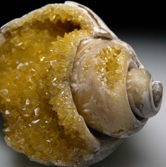 Calcite in fossil shell from St. Lucie County, Florida [db_pics/pics/b142c.jpg]