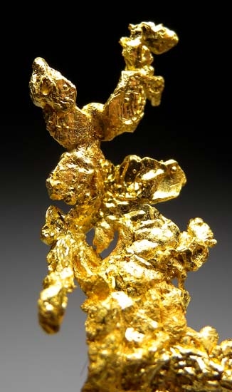 Gold from Colorado Quartz Mine, Jamestown, California [db_pics/pics/b468b.jpg]