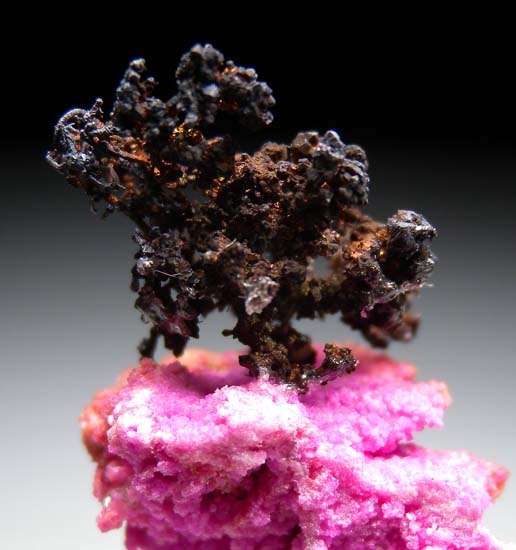 Copper on Cobaltian Dolomite from Mashamba West Mine, Katanga, Congo [db_pics/pics/b490c.jpg]