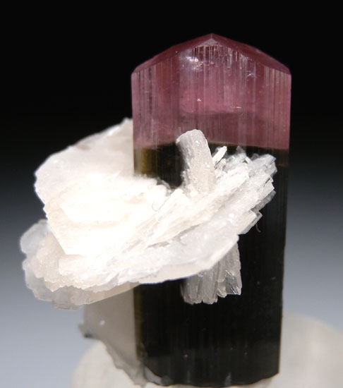Tourmaline with Albite from Stak Nala, Skardu, Pakistan [db_pics/pics/c393a.jpg]