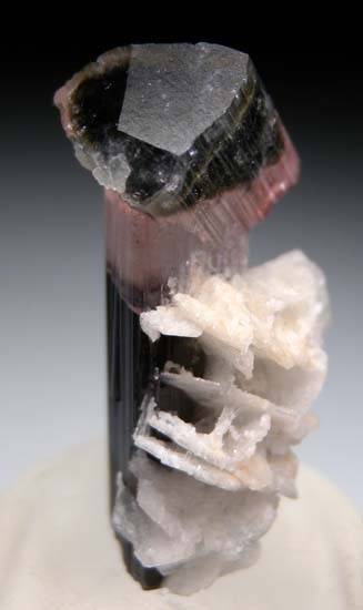 Tourmaline with Albite from Stak Nala, Skardu, Pakistan [db_pics/pics/c395b.jpg]