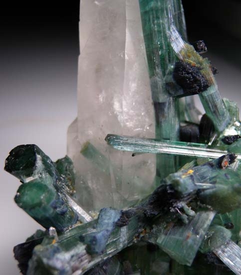 Tourmaline on Quartz from Minas Gerais, Brazil [db_pics/pics/c425f.jpg]