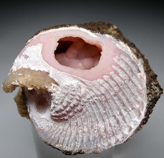 Rhodochrosite after bivalve from Kerch, Crimea, Ukraine [db_pics/pics/c525d.jpg]