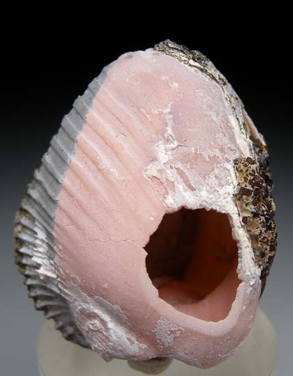 Rhodochrosite after bivalve from Kerch, Crimea, Ukraine [db_pics/pics/c526a.jpg]