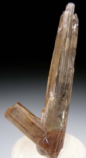 Diaspore from Aydun, Mugula, Turkey [db_pics/pics/c619a.jpg]