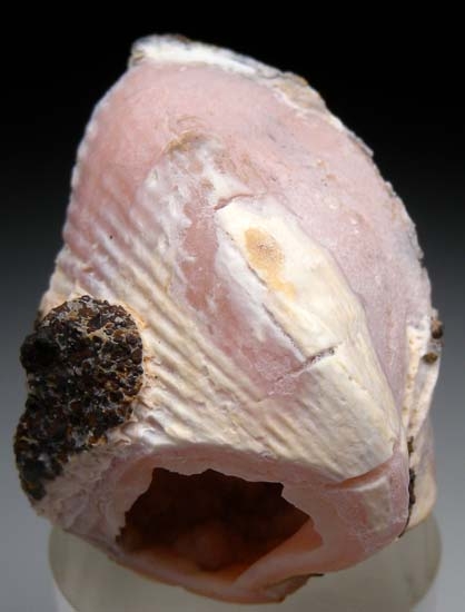 Rhodochrosite after Shell from Kertch, Crimea, Ukraine [db_pics/pics/c640a.jpg]