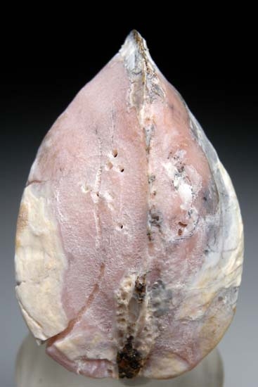 Rhodochrosite after Shell from Kertch, Crimea, Ukraine [db_pics/pics/c640d.jpg]