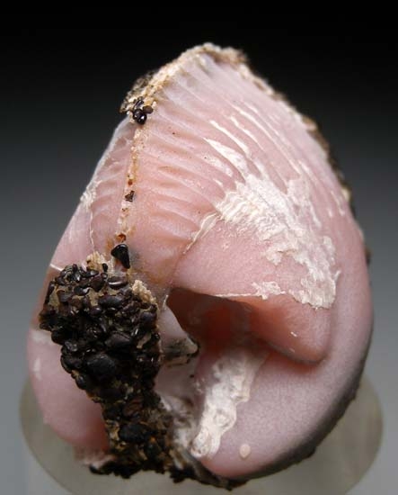 Rhodochrosite after Shell from Kertch, Crimea, Ukraine [db_pics/pics/c641d.jpg]