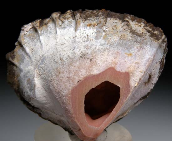 Rhodochrosite after Shell from Kertch, Crimea, Ukraine [db_pics/pics/c654a.jpg]