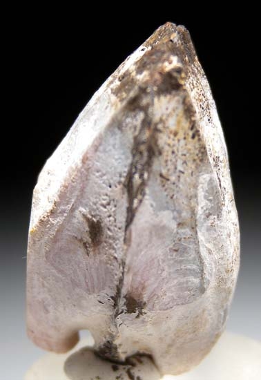 Rhodochrosite after Shell from Kertch, Crimea, Ukraine [db_pics/pics/c654d.jpg]