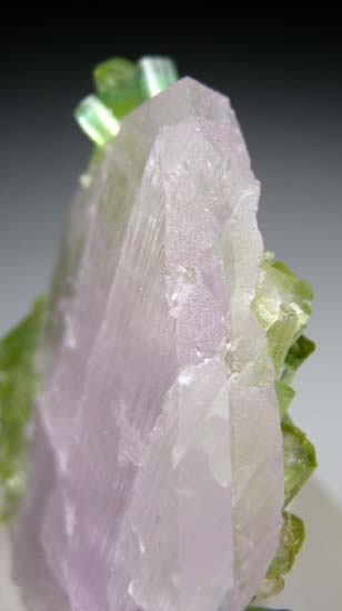 Tourmaline on Kunzite from Laghman, Afghanistan [db_pics/pics/d159b.jpg]