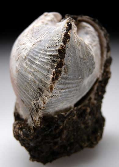 Rhodochrosite after Bivalve from Kertch, Crimea, Ukraine [db_pics/pics/e600b.jpg]