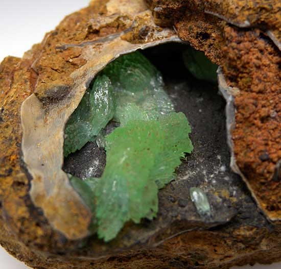 Anapaite in Fossil Bivalve from Kertch, Crimea, Ukraine [db_pics/pics/e601b.jpg]